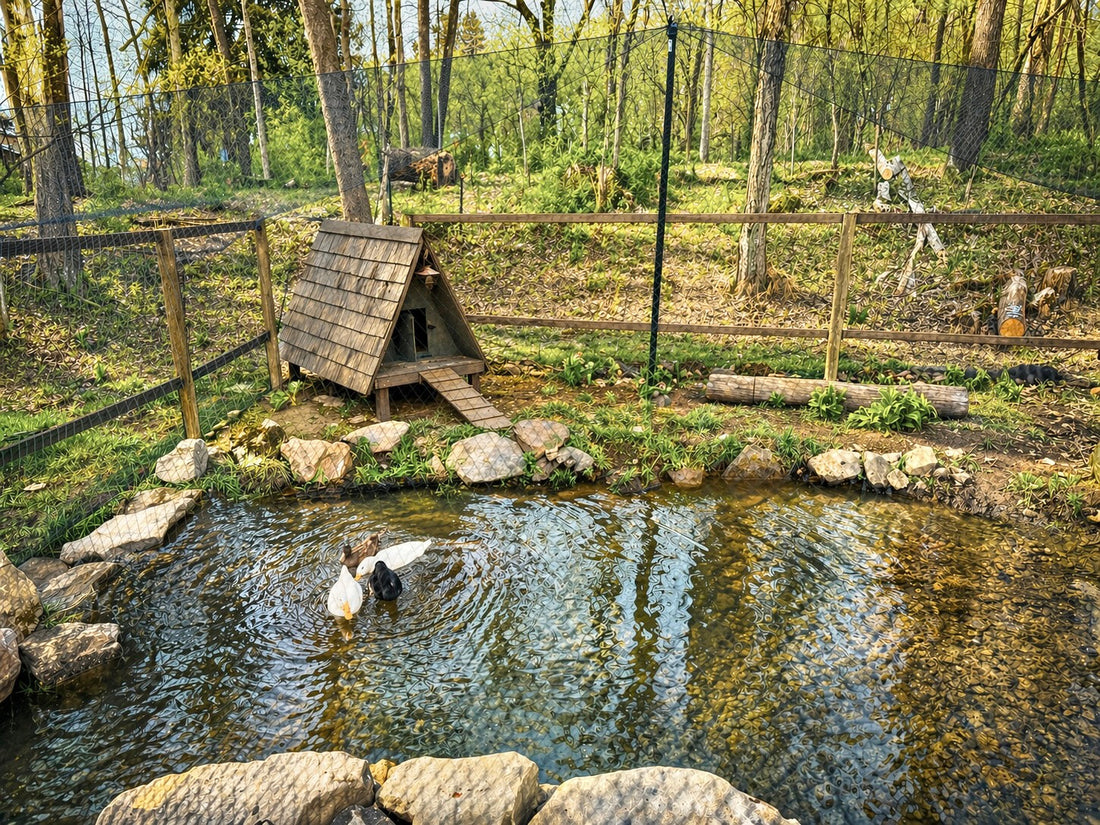 We Built a Self-Cleaning Duck Habitat (And It Actually Works)
