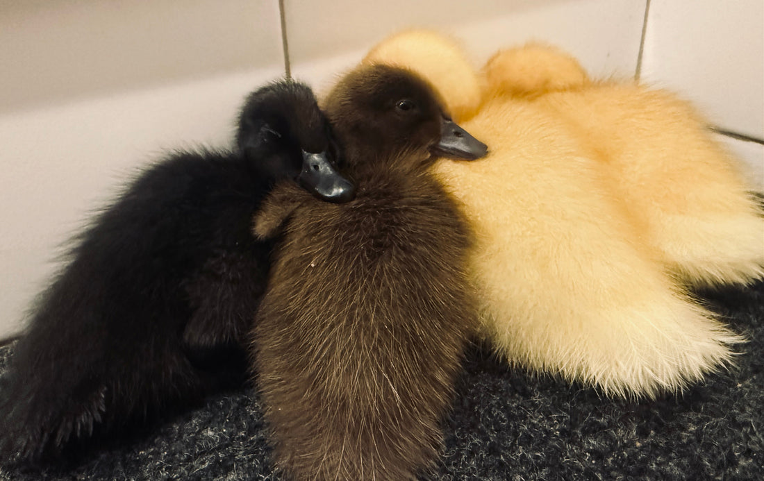 So… We Got Ducks