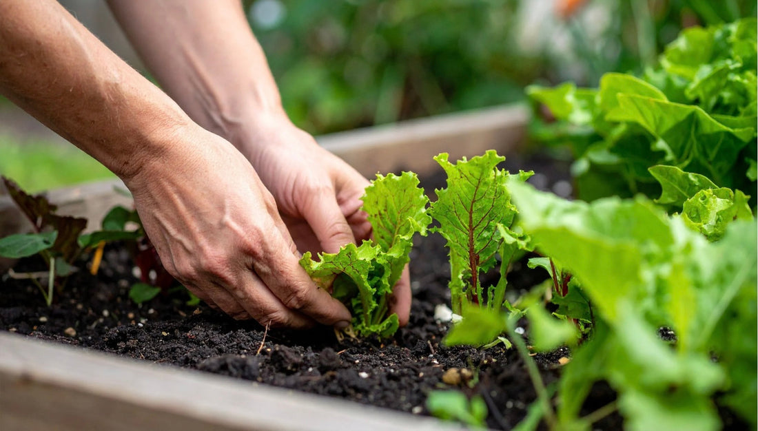 Why Gardens Fail & How To Keep It Simple